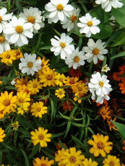 Zinnia angustifolia 'Star' melange